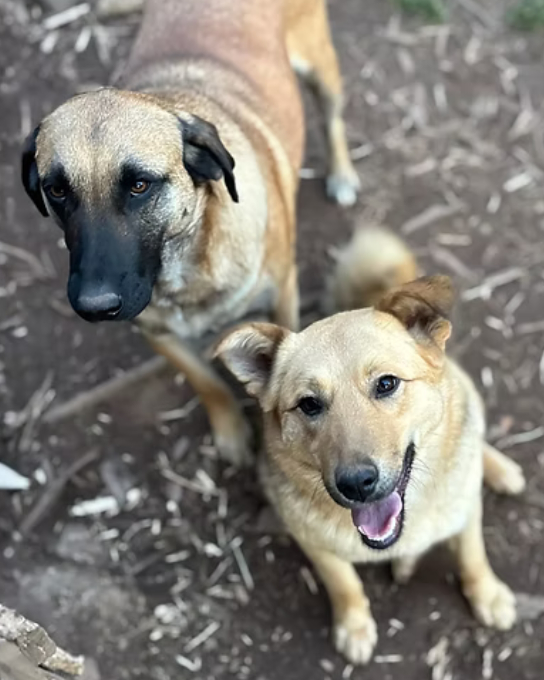 Romania — stray dogs