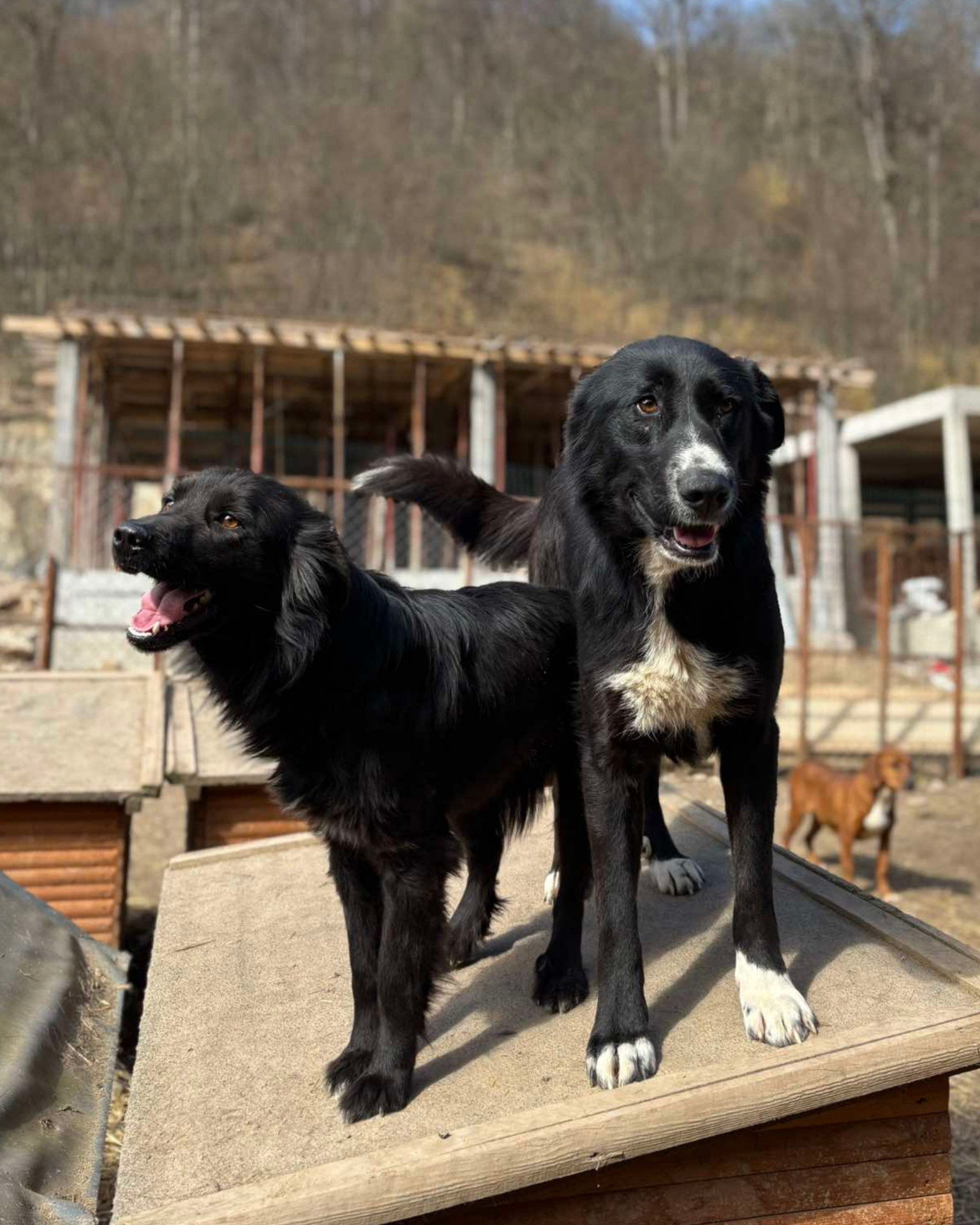 Toulaví psi na ulici na Balkáně